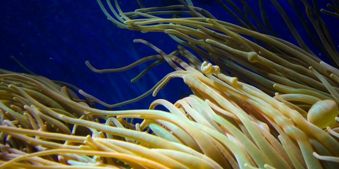 Pod vodom otkriven najveći organizam na svijetu