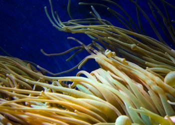 Pod vodom otkriven najveći organizam na svijetu