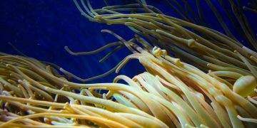 Pod vodom otkriven najveći organizam na svijetu