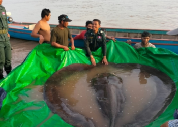 U Kambodži ulovljena najveća slatkovodna riba na svijetu