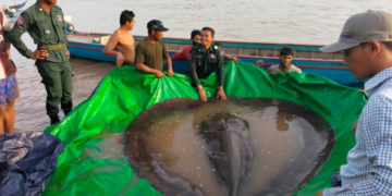 U Kambodži ulovljena najveća slatkovodna riba na svijetu
