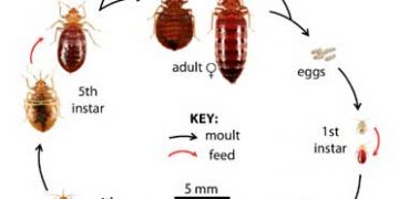Turistička pošast o kojoj se šuti. Neman koju ne možete ubiti klasičnim otrovima