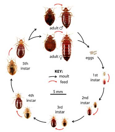 Turistička pošast o kojoj se šuti. Neman koju ne možete ubiti klasičnim otrovima