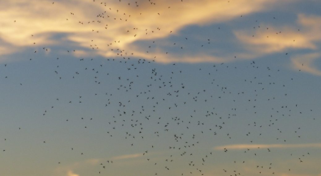 Da bi spriječili razmnožavanje, u prirodu pustili 10.000 sterilnih komaraca