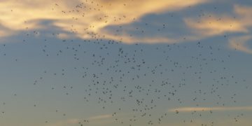 Da bi spriječili razmnožavanje, u prirodu pustili 10.000 sterilnih komaraca