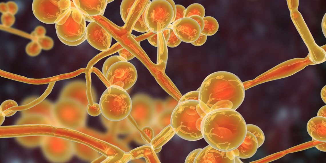 Ova podla gljivica ima tajni seksualni život i uzrokuje mnoge probleme