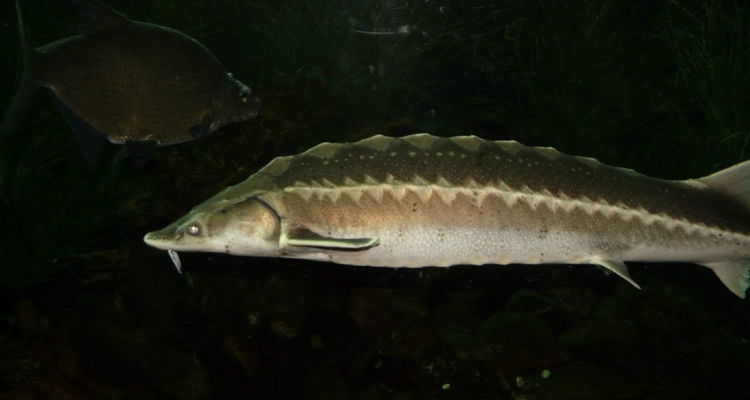 Riba iz doba dinosaura na rubu izumiranja, a crno tržište cvjeta