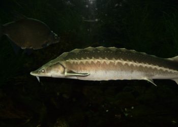 Riba iz doba dinosaura na rubu izumiranja, a crno tržište cvjeta