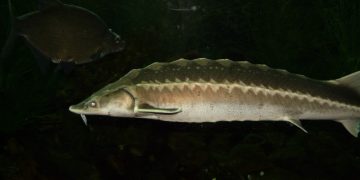 Riba iz doba dinosaura na rubu izumiranja, a crno tržište cvjeta