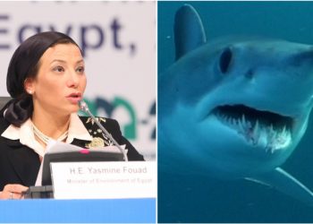 Egipat pokreće istragu o smrtonosnim napadima morskih pasa