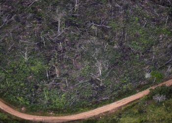 Uznemirujući podaci! Rekordno krčenje šuma u Amazoniji u prvoj polovici 2022.