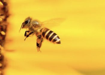 Njemački znanstvenik koji istražuje pčele:” One mogu brojati i raspoznavati ljudska lica”