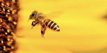 Njemački znanstvenik koji istražuje pčele:” One mogu brojati i raspoznavati ljudska lica”