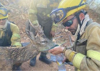 Vatrogasci u Španijolskoj spasili jelena od sigurne smrti i napojili ga vodom