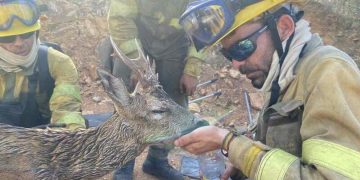 Vatrogasci u Španijolskoj spasili jelena od sigurne smrti i napojili ga vodom