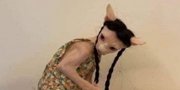 Vanzemaljac ili samo maca? Ovo vas neće ostaviti ravnodušnima