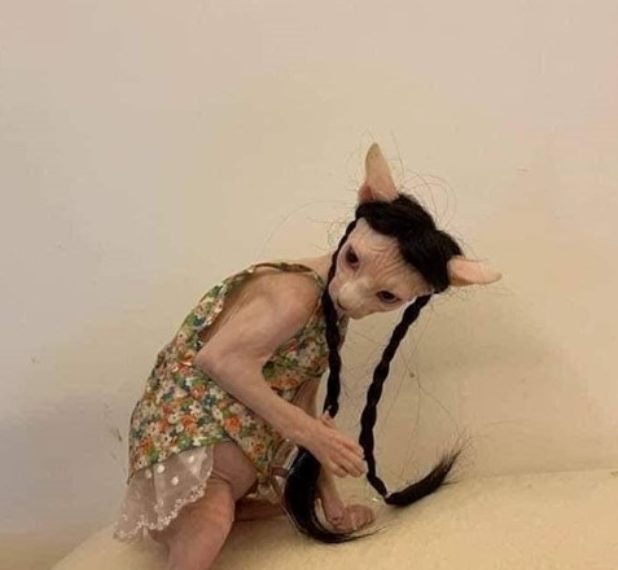 Vanzemaljac ili samo maca? Ovo vas neće ostaviti ravnodušnima