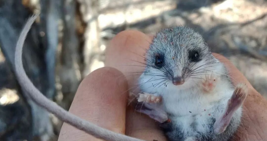 Tobolčari veličine dlana mogli bi se suočiti s izumiranjem zbog ‘kućnih’ mačaka