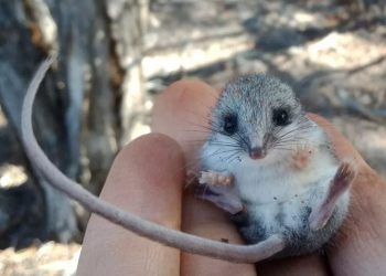 Tobolčari veličine dlana mogli bi se suočiti s izumiranjem zbog ‘kućnih’ mačaka