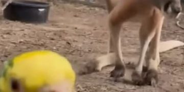 Papiga pomogla klokanu da izađe na slobodu otvorivši kavez kljunom