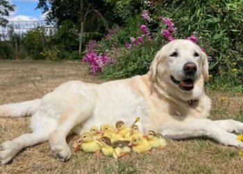 Ultra slatko: labrador preuzeo brigu o 15 napuštenih pačića