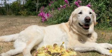 Ultra slatko: labrador preuzeo brigu o 15 napuštenih pačića