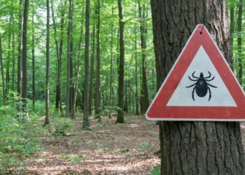 Korisno: dva jednostavna načina kako ukloniti krpelja iz kože