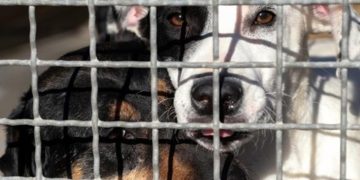 Azil Dumovec organizirao akciju Večernje udomljavanje, dvije životinje već su pronašle svog vlasnika