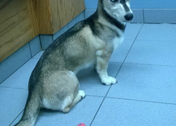 Na svijet je stigao potomak haskija i jazavčara- pogledajte kako izgleda
