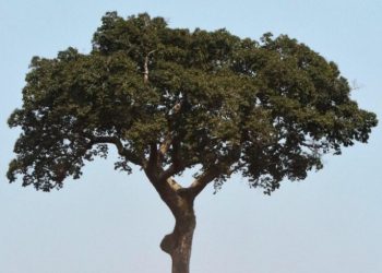 Brazilski orah- uzgoj i sadnja