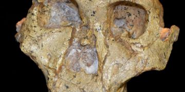 Znanstvenici rade na dobivanju pravog fosilnog zapisa o ljudskoj evoluciji