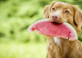 Koje voće smije jesti vaš pas