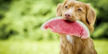 Koje voće smije jesti vaš pas