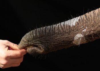 Gornja strana slonove surle isteže se više od donje