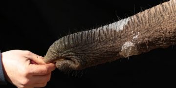 Gornja strana slonove surle isteže se više od donje