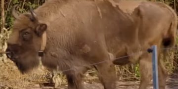 Divlji bizon se vratio u Veliku Britaniju prvi put nakon nekoliko tisuća godina