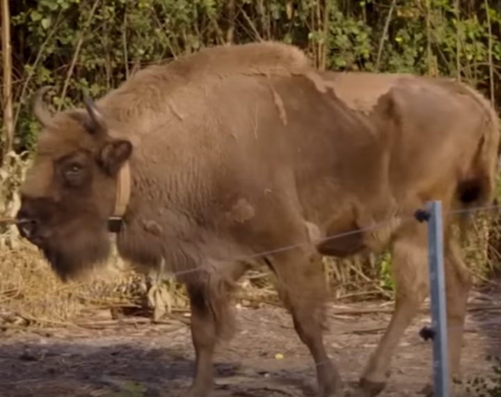 Divlji bizon se vratio u Veliku Britaniju prvi put nakon nekoliko tisuća godina