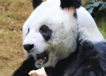 U Kini eutanazirana najstarija velika panda