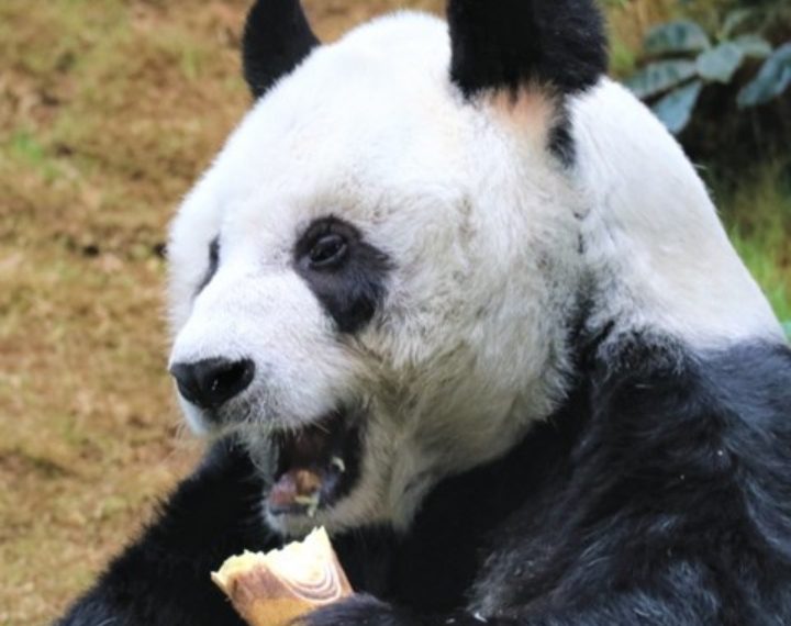 U Kini eutanazirana najstarija velika panda