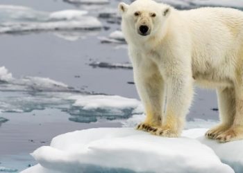Polarni medvjed spašen u Rusiji nakon što mu je jezik zapeo u limenci mlijeka