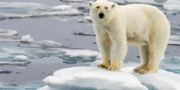 Polarni medvjed spašen u Rusiji nakon što mu je jezik zapeo u limenci mlijeka