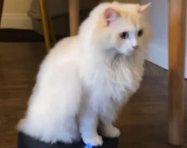 Ovaj mačak uživa u vožnji na robotskom usisivaču