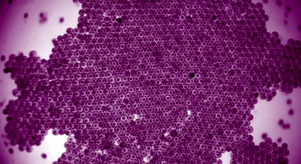 Embriji morske zvijezde plivaju u organiziranoj formaciji – poput “živućeg kristala”