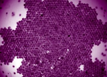 Embriji morske zvijezde plivaju u organiziranoj formaciji – poput “živućeg kristala”