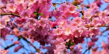 Japanska trešnja – biljka očaravajuće ljepote