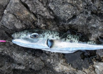 Najotrovnija riba pojavila se u Jadranu: Njen otrov jači je od cijanida