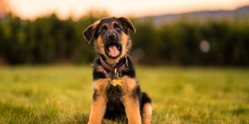 Najčešći problemi kućnih ljubimaca ljeti