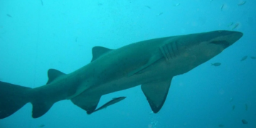 Najbrža ajkula na svijetu uočena na Mediteranu, na plažama panika