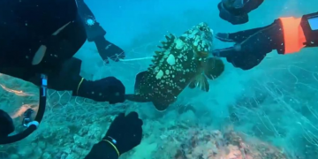 Ronilac iz ribarske mreže u Jadranu spasio rijetku ribu (VIDEO)