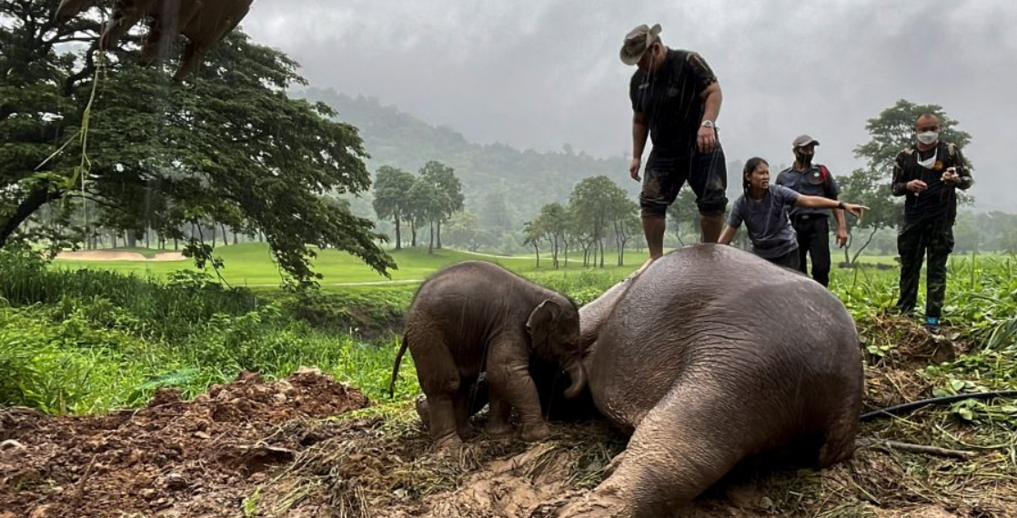 Slonica pala u nesvijest spašavajući mlado, pogledajte kako su je oživjeli!